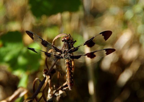 dragonfly insects fly