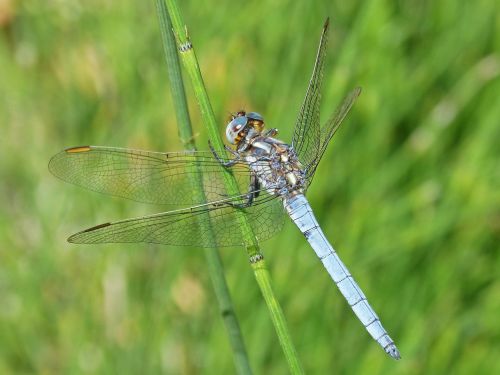 dragonfly blue dragonfly stem