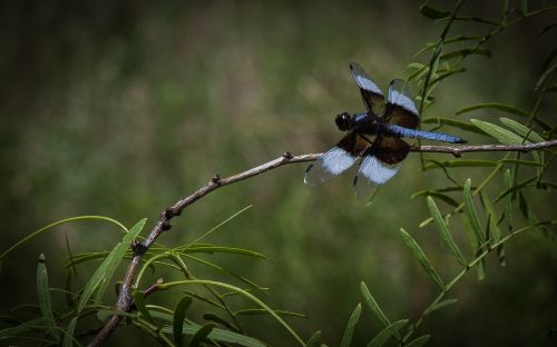 dragonfly insect nature