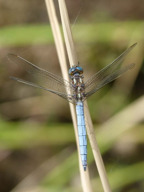 dragonfly blue dragonfly leaf