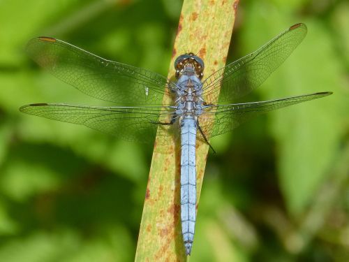 dragonfly blue dragonfly leaf