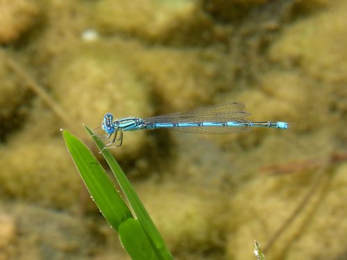 dragonfly blue dragonfly leaf