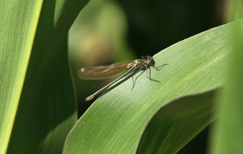 dragonfly leaf corn