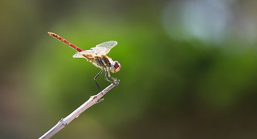 dragonfly insect close