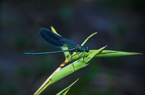 dragonfly blue-winged demoiselle insect