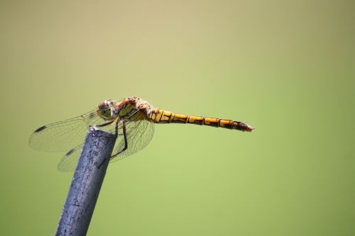 dragonfly insect close