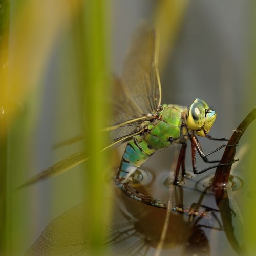 dragonfly hawker pond