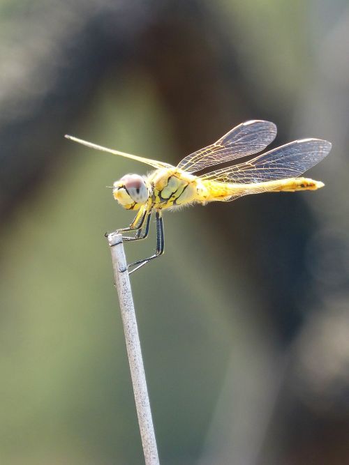 dragonfly yellow dragonfly cordulegaster boltonii