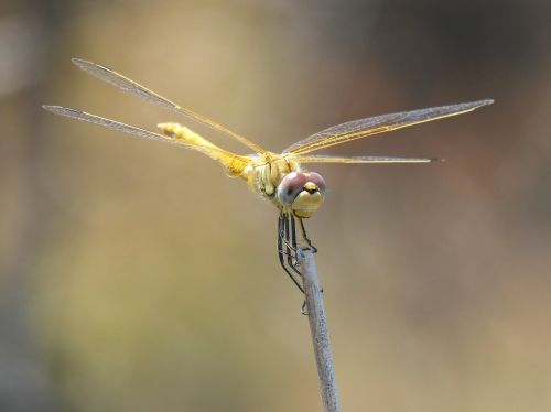 dragonfly yellow dragonfly cordulegaster boltonii