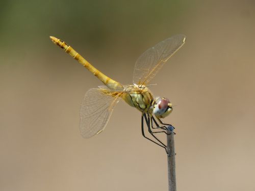 dragonfly yellow dragonfly cordulegaster boltonii