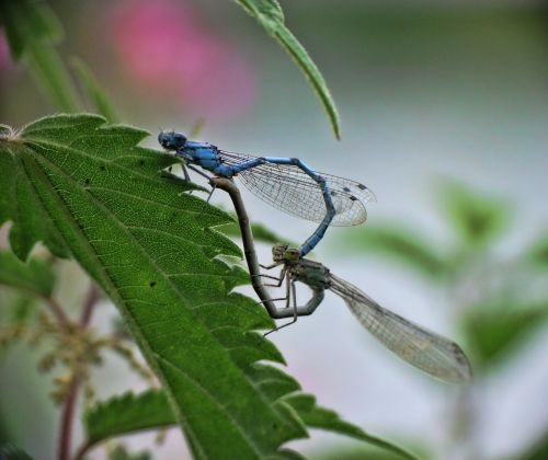 dragonfly prey predator