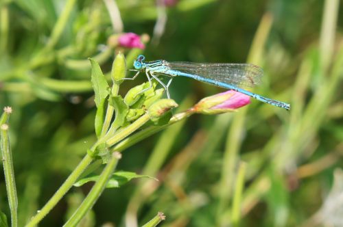 dragonfly insects nature