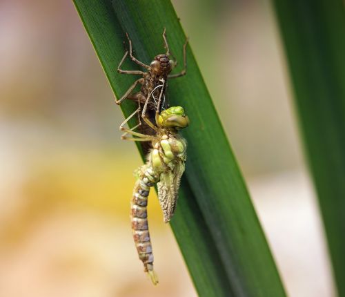 dragonfly young animal larva