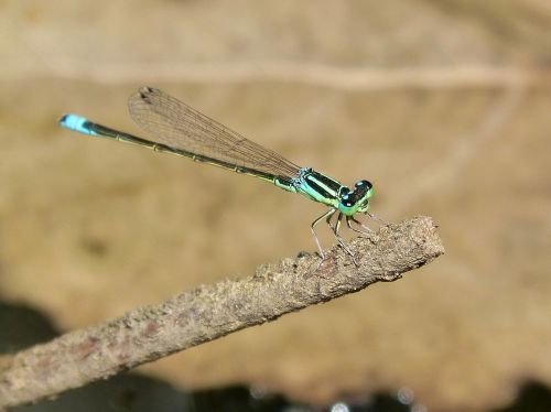 dragonfly green and blue river