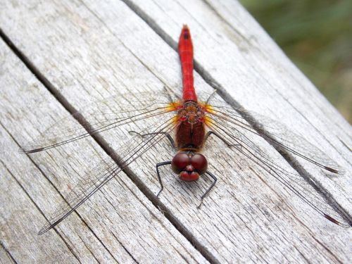 dragonfly red dragonfly macro