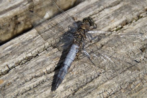 dragonfly insect close