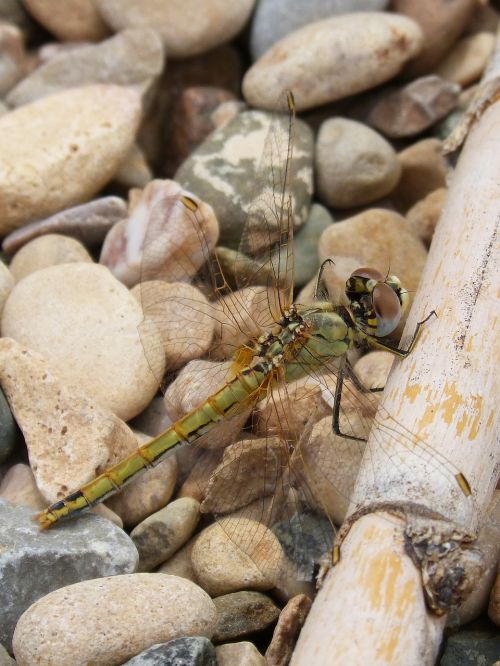 dragonfly yellow dragonfly cane