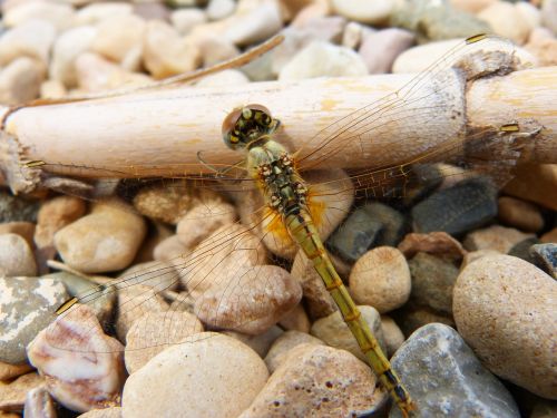 dragonfly yellow dragonfly cane