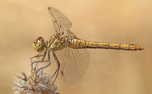 dragonfly macro photography nature