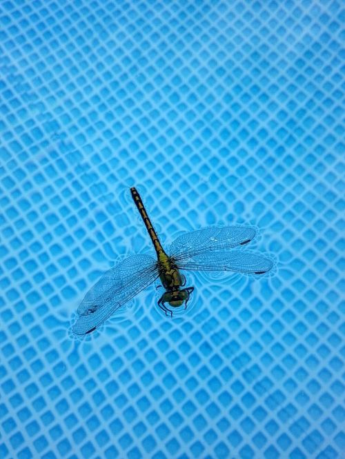 dragonfly insect dragonflies