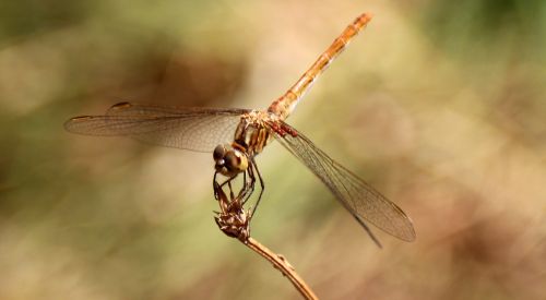 dragonfly insecta wings