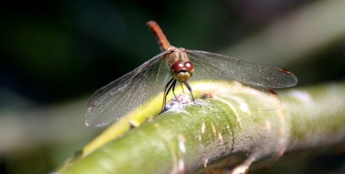 dragonfly insecta wings