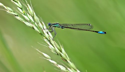 insect nature live