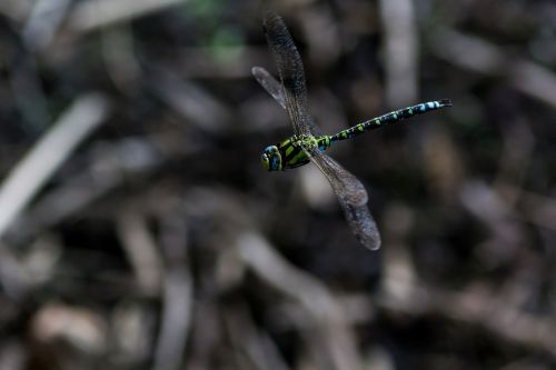 dragonfly fly flight insect