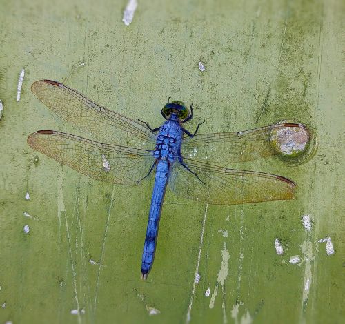 dragonfly blue insect