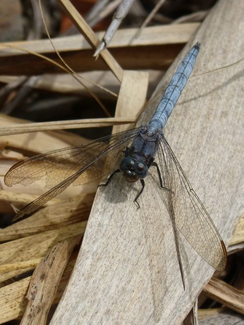 dragonfly blue dragonfly orthetrum cancellatum