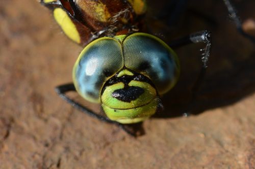 dragonfly dead close