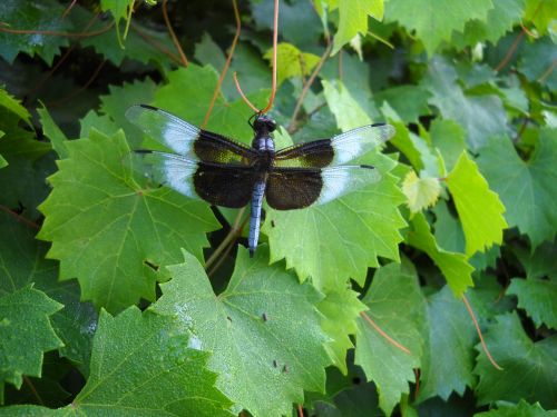 dragonfly insect nature