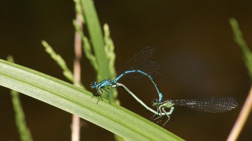 dragonfly pairing green