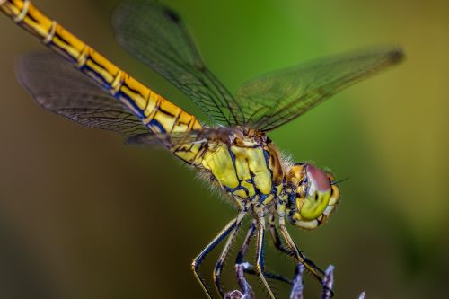 dragonfly nature insect