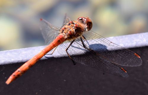 dragonfly animal close