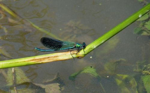 dragonfly wing animal