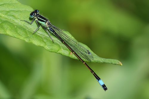 dragonfly close macro