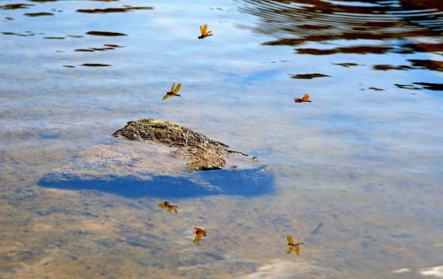 dragonfly water stone