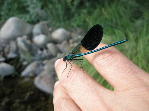 dragonfly insects hand