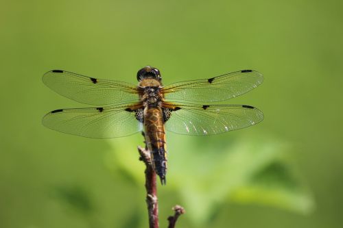 dragonfly insect finnish