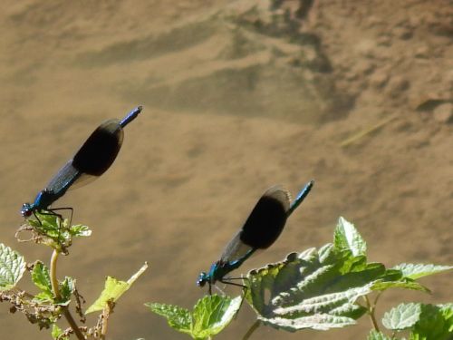 dragonfly water insect