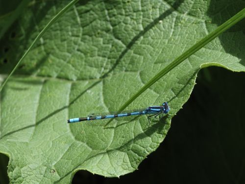 dragonfly nature leaf