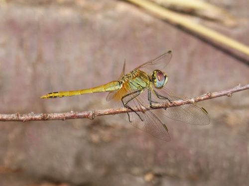 dragonfly branch winged insect