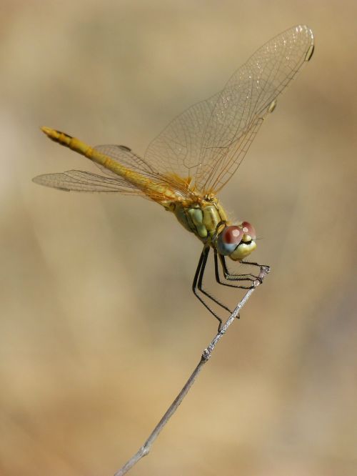 dragonfly sympetrum striolatum odonato