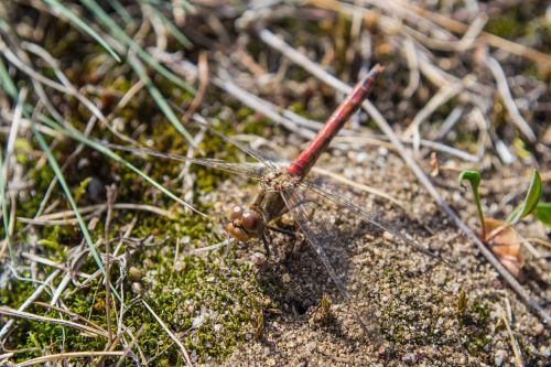 dragonfly flight insect close