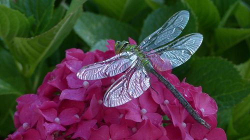 dragonfly hortensia animals