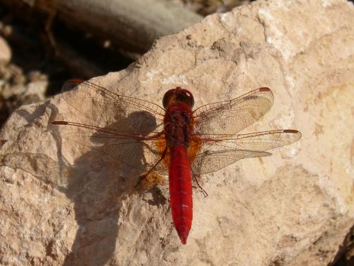 dragonfly annulata trithemis red dragonfly