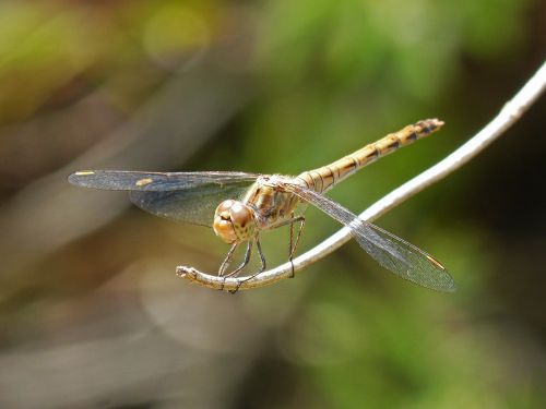 dragonfly sympetrum striolatum winged insect