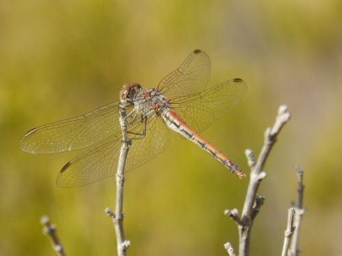 dragonfly sympetrum striolatum winged insect