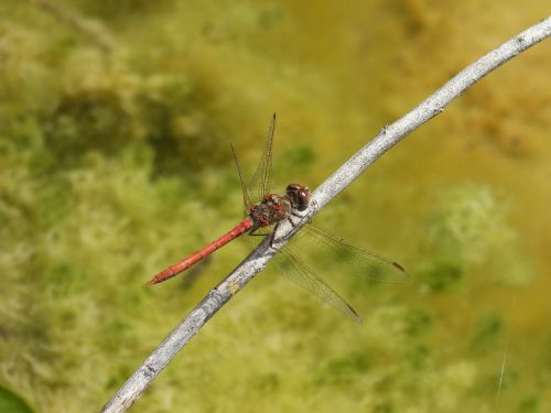 dragonfly sympetrum striolatum red dragonfly